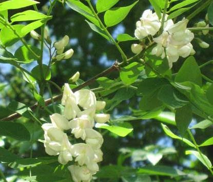 Acacia albă proprietăți medicinale