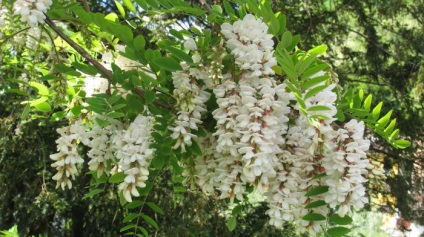 Acacia albă proprietăți medicinale