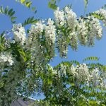 Salata albă (robinia pseudo-acacia) flori, frunze, pomi fructiferi, proprietăți medicinale, aplicare