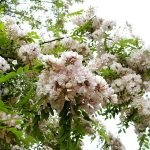 Akác (Robinia pseudoacacia), virágok, levelek, fa gyümölcsök, gyógyító tulajdonságokkal, alkalmazás