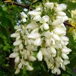 Akác (Robinia pseudoacacia), virágok, levelek, fa gyümölcsök, gyógyító tulajdonságokkal, alkalmazás