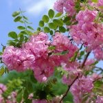 Salata albă (robinia pseudo-acacia) flori, frunze, pomi fructiferi, proprietăți medicinale, aplicare