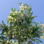 Salata albă (robinia pseudo-acacia) flori, frunze, pomi fructiferi, proprietăți medicinale, aplicare