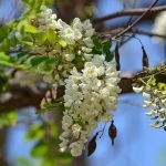 Salata albă (robinia pseudo-acacia) flori, frunze, pomi fructiferi, proprietăți medicinale, aplicare