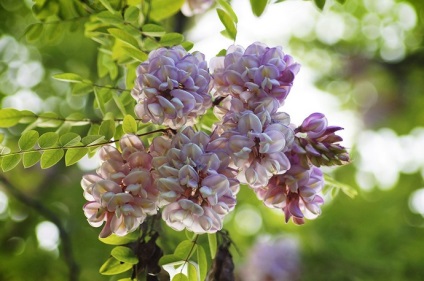 Salata albă (robinia pseudo-acacia) flori, frunze, pomi fructiferi, proprietăți medicinale, aplicare