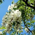 Salata albă (robinia pseudo-acacia) flori, frunze, pomi fructiferi, proprietăți medicinale, aplicare