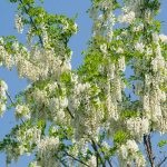 Salata albă (robinia pseudo-acacia) flori, frunze, pomi fructiferi, proprietăți medicinale, aplicare