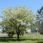 Salata albă (robinia pseudo-acacia) flori, frunze, pomi fructiferi, proprietăți medicinale, aplicare