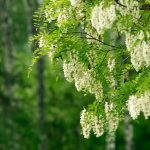 Salata albă (robinia pseudo-acacia) flori, frunze, pomi fructiferi, proprietăți medicinale, aplicare