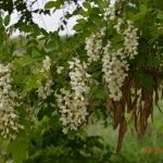 Salata albă (robinia pseudo-acacia) flori, frunze, pomi fructiferi, proprietăți medicinale, aplicare