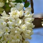 Salata albă (robinia pseudo-acacia) flori, frunze, pomi fructiferi, proprietăți medicinale, aplicare