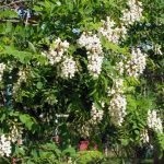 Salata albă (robinia pseudo-acacia) flori, frunze, pomi fructiferi, proprietăți medicinale, aplicare