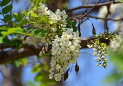 Salata albă (robinia pseudo-acacia) flori, frunze, pomi fructiferi, proprietăți medicinale, aplicare