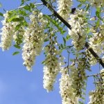 Salata albă (robinia pseudo-acacia) flori, frunze, pomi fructiferi, proprietăți medicinale, aplicare