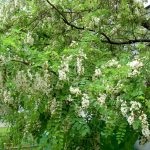 Salata albă (robinia pseudo-acacia) flori, frunze, pomi fructiferi, proprietăți medicinale, aplicare