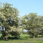 Salata albă (robinia pseudo-acacia) flori, frunze, pomi fructiferi, proprietăți medicinale, aplicare