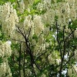 Salata albă (robinia pseudo-acacia) flori, frunze, pomi fructiferi, proprietăți medicinale, aplicare