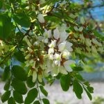 Salata albă (robinia pseudo-acacia) flori, frunze, pomi fructiferi, proprietăți medicinale, aplicare