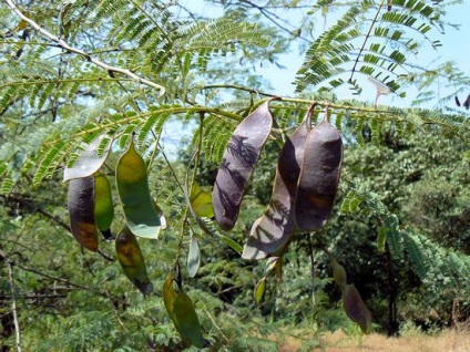 Salata albă (robinia pseudo-acacia) flori, frunze, pomi fructiferi, proprietăți medicinale, aplicare