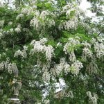 Salata albă (robinia pseudo-acacia) flori, frunze, pomi fructiferi, proprietăți medicinale, aplicare