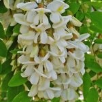 Salata albă (robinia pseudo-acacia) flori, frunze, pomi fructiferi, proprietăți medicinale, aplicare