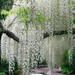 Salata albă (robinia pseudo-acacia) flori, frunze, pomi fructiferi, proprietăți medicinale, aplicare