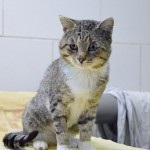 Ossza jó nap! A zoomarket - le murrr! Alapítvány zoozaschita (jó) Ossza jó nap! A zoomarket - le murrr! zoozaschita Alap