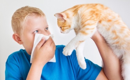 Macska allergia gyermekeknél hogyan kell meghatározni, mit kell tenni, az okok