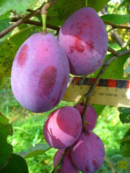 Horticultură alternativă valeria fier