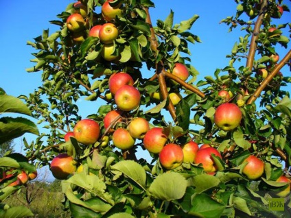 Horticultură alternativă valeria fier