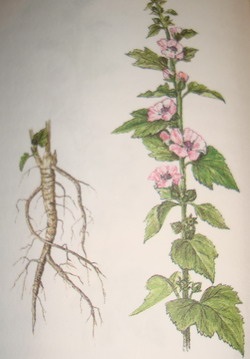 Althaea officinalis