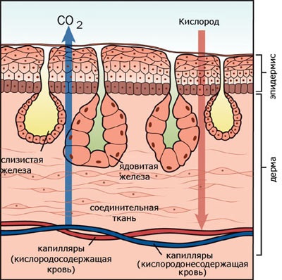 Anatomia organului amfibian anuran și a structurii pielii