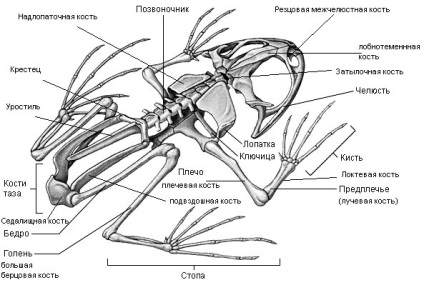 Anatomia organului amfibian anuran și a structurii pielii