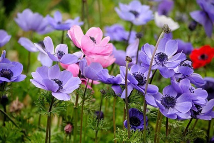 Virágállatok - ültetés és gondozás nyílt földre Szibériában a tavaszi és őszi, fotó, videó