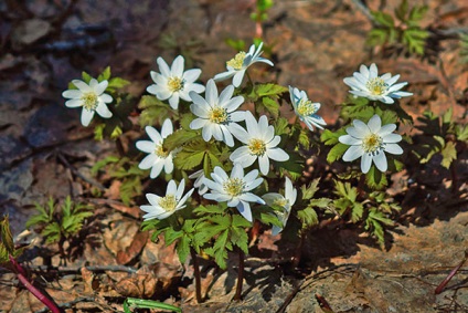 Anemone - plantarea și îngrijirea pe terenul deschis din Siberia în primăvară și toamnă, foto, video