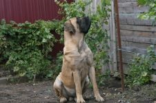 Mastifful englez - istoria fotografiilor de rasa a mastiffului, mastiff-like dogs csar ashshurbanipal phoenician