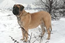 Mastifful englez - istoria fotografiilor de rasa a mastiffului, mastiff-like dogs csar ashshurbanipal phoenician