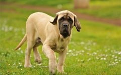Mastifful englez - istoria fotografiilor de rasa a mastiffului, mastiff-like dogs csar ashshurbanipal phoenician