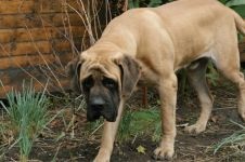 Mastifful englez - istoria fotografiilor de rasa a mastiffului, mastiff-like dogs csar ashshurbanipal phoenician