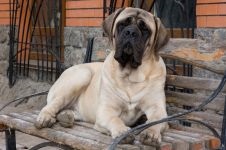 Mastifful englez - istoria fotografiilor de rasa a mastiffului, mastiff-like dogs csar ashshurbanipal phoenician