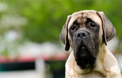 Mastifful englez - istoria fotografiilor de rasa a mastiffului, mastiff-like dogs csar ashshurbanipal phoenician