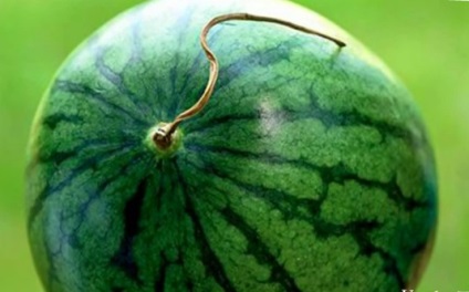 Watermelon-tykvina, beneficii pentru femeile însărcinate, care nu pot alege pepenele verzi cum să aleagă