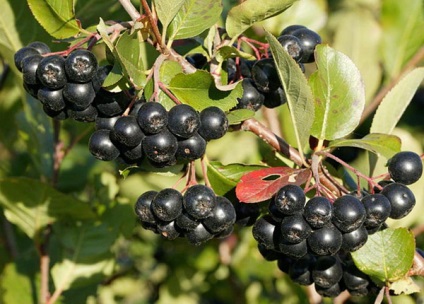 Aronia - chokeberry