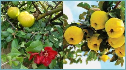 Japonica - dekoratív kerti mezőgazdaság, ültetés és a megfelelő ellátás a kultúra (birs) Japonica - dekoratív kerti mezőgazdaság, ültetés és a megfelelő ellátás a kultúra