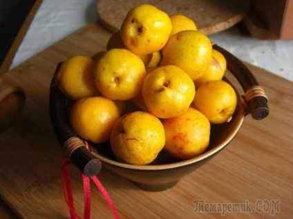 Japonica - dekoratív kerti mezőgazdaság, ültetés és a megfelelő ellátás a kultúra (birs) Japonica - dekoratív kerti mezőgazdaság, ültetés és a megfelelő ellátás a kultúra