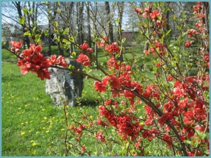Japonica - dekoratív kerti mezőgazdaság, ültetés és a megfelelő ellátás a kultúra (ültetés) Japonica - dekoratív kerti mezőgazdaság, ültetés és a megfelelő ellátás a kultúra