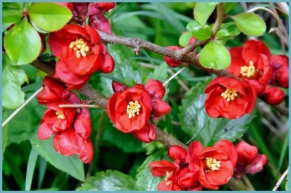 Japonica - dekoratív kerti mezőgazdaság, ültetés és a megfelelő ellátás a kultúra (a kertben) Japonica - dekoratív kerti mezőgazdaság, ültetés és a megfelelő ellátás a kultúra