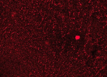 Bacteriorhodopsin a fost prins în 