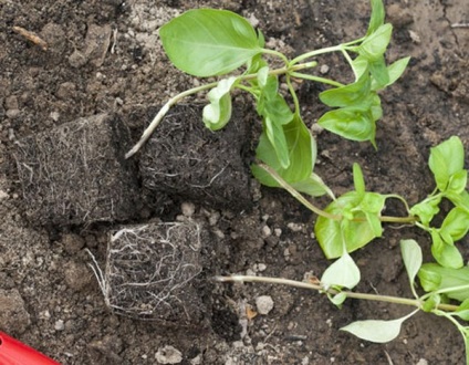 Basil termesztés, ültetés és vetés a vetőmag és palánta