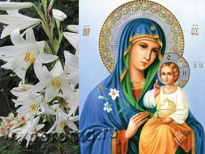 Crini de crin alb sau floare de Madonna, arome si flori pentru frumusetea sanatatii